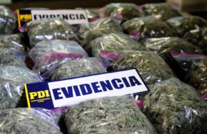 Aumentan Incautaciones de Drogas Sintéticas y Cannabis Sativa en La Araucanía