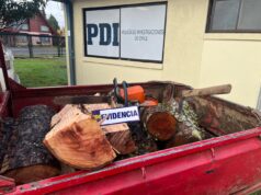 Detienen a Pareja que fue Sorprendida Talando y Sustrayendo Madera desde Predio Forestal en Gorbea