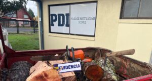 Detienen a Pareja que fue Sorprendida Talando y Sustrayendo Madera desde Predio Forestal en Gorbea
