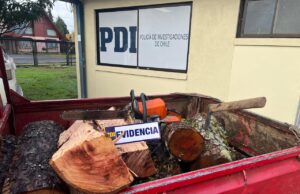 Detienen a Pareja que fue Sorprendida Talando y Sustrayendo Madera desde Predio Forestal en Gorbea