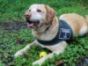 Gendarmería Abre Postulaciones Para Adoptar A Perro Adiestrado Especialista En Seguridad De Temuco