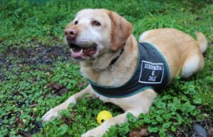 Gendarmería Abre Postulaciones Para Adoptar A Perro Adiestrado Especialista En Seguridad De Temuco