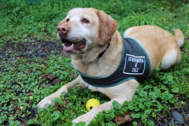 Gendarmería Abre Postulaciones Para Adoptar A Perro Adiestrado Especialista En Seguridad De Temuco