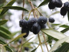 Huertos De Olivo Potencian la Diversidad Productiva De La Araucanía