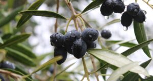 Huertos De Olivo Potencian la Diversidad Productiva De La Araucanía