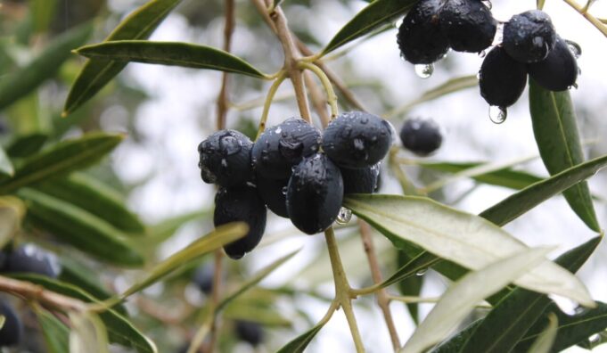 Huertos De Olivo Potencian la Diversidad Productiva De La Araucanía