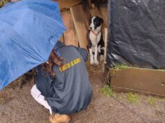 Villarrica Cuenta con “Patrulla Canina” en Temas de Tenencia Responsable de Mascotas