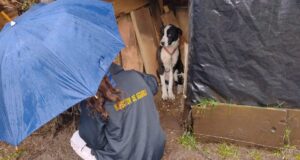 Villarrica Cuenta con “Patrulla Canina” en Temas de Tenencia Responsable de Mascotas