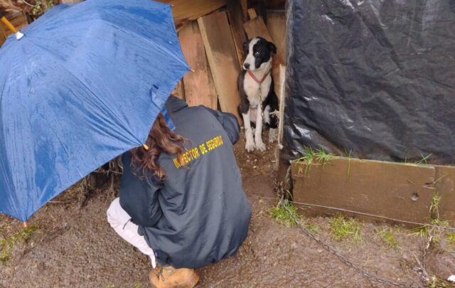 Villarrica Cuenta con “Patrulla Canina” en Temas de Tenencia Responsable de Mascotas