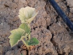 Familias de Lonquimay Denuncian que Comunidad les Cortó el Acceso al Agua