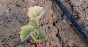 Familias de Lonquimay Denuncian que Comunidad les Cortó el Acceso al Agua