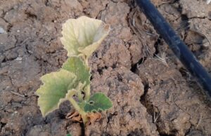 Familias de Lonquimay Denuncian que Comunidad les Cortó el Acceso al Agua