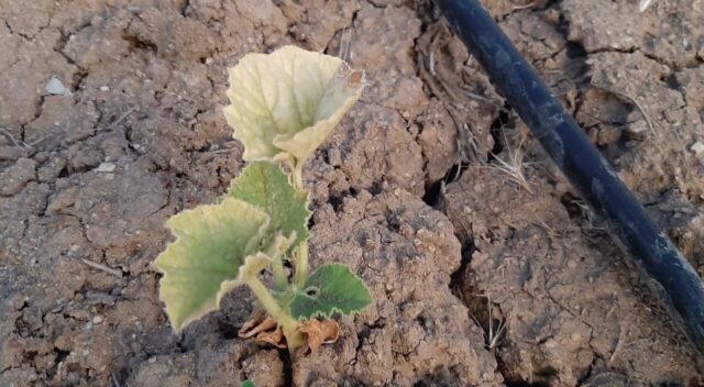 Familias de Lonquimay Denuncian que Comunidad les Cortó el Acceso al Agua