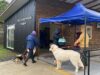 Pitrufquén: Exitoso Operativo Veterinario Realizado Por El Municipio Y La Universidad Santo Tomás De Temuco