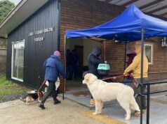 Pitrufquén: Exitoso Operativo Veterinario Realizado Por El Municipio Y La Universidad Santo Tomás De Temuco