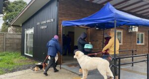 Pitrufquén: Exitoso Operativo Veterinario Realizado Por El Municipio Y La Universidad Santo Tomás De Temuco