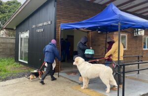 Pitrufquén: Exitoso Operativo Veterinario Realizado Por El Municipio Y La Universidad Santo Tomás De Temuco