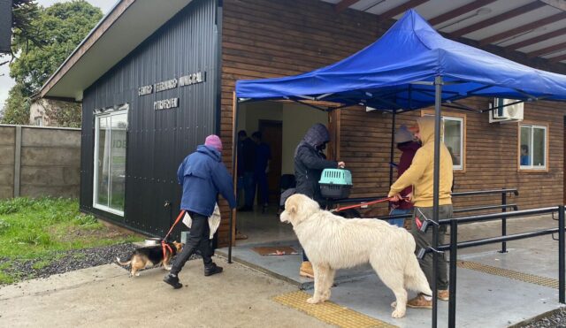 Pitrufquén: Exitoso Operativo Veterinario Realizado Por El Municipio Y La Universidad Santo Tomás De Temuco