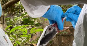 Autoridades del Agro Destacan Importantes Avances en Influenza Aviar en La Araucanía