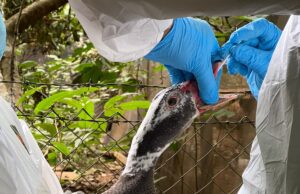 Autoridades del Agro Destacan Importantes Avances en Influenza Aviar en La Araucanía