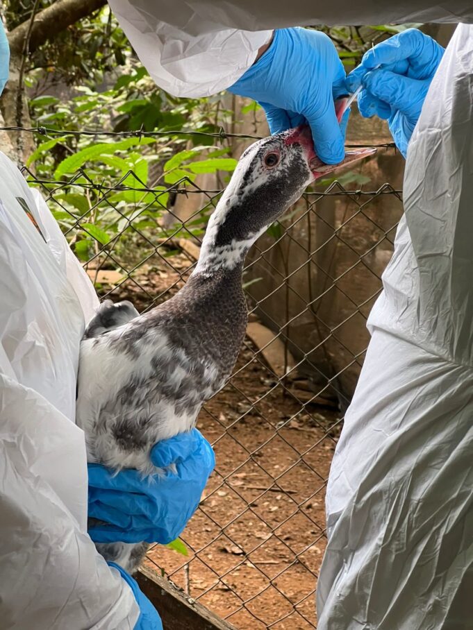 Autoridades del Agro Destacan Importantes Avances en Influenza Aviar en La Araucanía