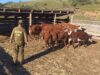 Vecinos del Sector Rural de Pitrufquén Víctimas de Abigeato