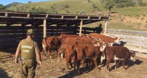 Vecinos del Sector Rural de Pitrufquén Víctimas de Abigeato