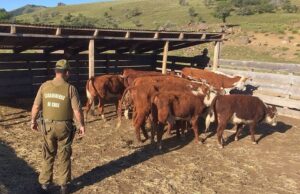 Vecinos del Sector Rural de Pitrufquén Víctimas de Abigeato
