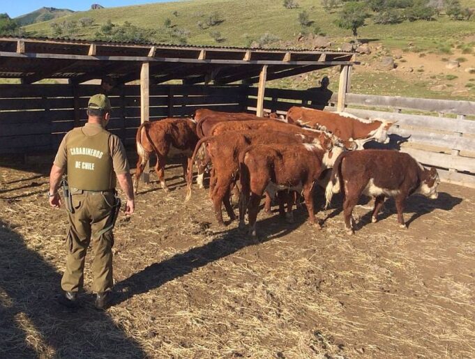 Vecinos del Sector Rural de Pitrufquén Víctimas de Abigeato