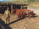Vecinos del Sector Rural de Pitrufquén Víctimas de Abigeato