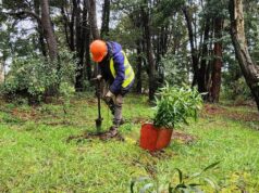 Más de Dos Mil Árboles Nativos Fueron Plantados En El Parque Isla Municipal De Pitrufquén