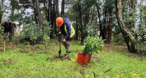 Más de Dos Mil Árboles Nativos Fueron Plantados En El Parque Isla Municipal De Pitrufquén