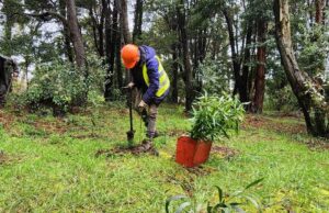Más de Dos Mil Árboles Nativos Fueron Plantados En El Parque Isla Municipal De Pitrufquén