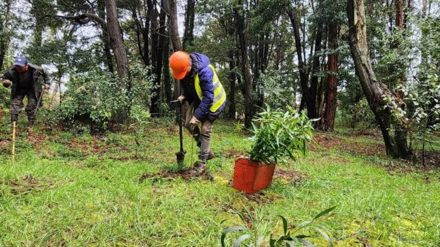 Más de Dos Mil Árboles Nativos Fueron Plantados En El Parque Isla Municipal De Pitrufquén