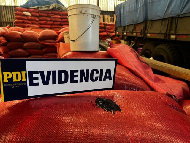 Recuperan Más Del Mil Sacos De Raps Sustraídas Desde Una Empresa De Freire Avaluados en $40 Millones