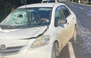 Conductor De Camión Fue Detenido Tras Accidente En Ruta Pitrufquén – Toltén