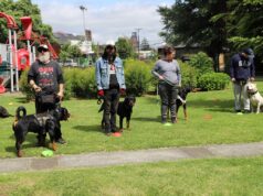 Gendarmería Junto A La Municipalidad De Temuco Realizan Jornadas Para Perros Potencialmente Peligrosos