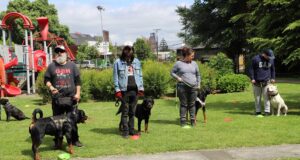 Gendarmería Junto A La Municipalidad De Temuco Realizan Jornadas Para Perros Potencialmente Peligrosos