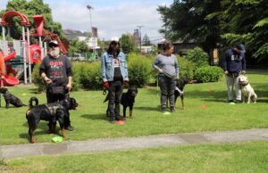 Gendarmería Junto A La Municipalidad De Temuco Realizan Jornadas Para Perros Potencialmente Peligrosos