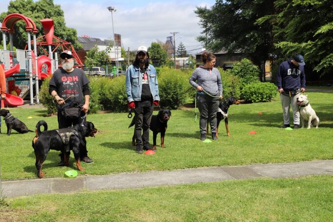 Gendarmería Junto A La Municipalidad De Temuco Realizan Jornadas Para Perros Potencialmente Peligrosos