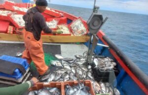 Pescadores Artesanales De Queule Denuncian Que Lanchas Provenientes De La Caleta De Lebu Invaden Zona Exclusiva De Pesca De La Araucanía