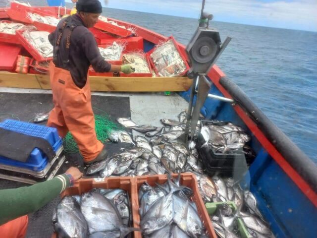 Pescadores Artesanales De Queule Denuncian Que Lanchas Provenientes De La Caleta De Lebu Invaden Zona Exclusiva De Pesca De La Araucanía