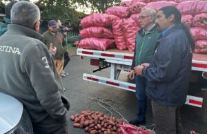 En La Araucanía Seremi De Agricultura Lidera Fiscalización Al Comercio De La Papa Para Evitar Ingreso De Productos Ilegales
