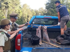 Sorprenden A Cuatro Personas Realizando Pesca Furtiva Tras Fiscalizaciones en Pucón