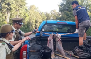 Sorprenden A Cuatro Personas Realizando Pesca Furtiva Tras Fiscalizaciones en Pucón