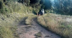 Menor De 5 Años Fallece Producto De Un Atropello En Carahue