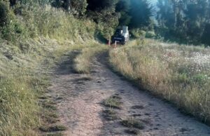 Menor De 5 Años Fallece Producto De Un Atropello En Carahue