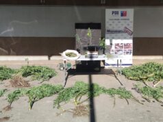 Detienen A Hombre Por Microtráfico En La Localidad De Púa