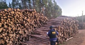 PDI Detuvo A Cuatro Hombres Por Sustracción De Madera En Lumaco
