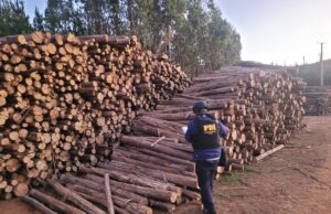 PDI Detuvo A Cuatro Hombres Por Sustracción De Madera En Lumaco